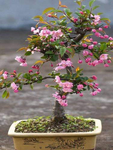 垂丝海棠花盆栽树苗重瓣长寿冠盆景老桩庭院植物室内四季西府海棠 券