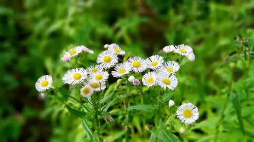 用识花工具查了,这到处可见的草花叫"飞蓬".