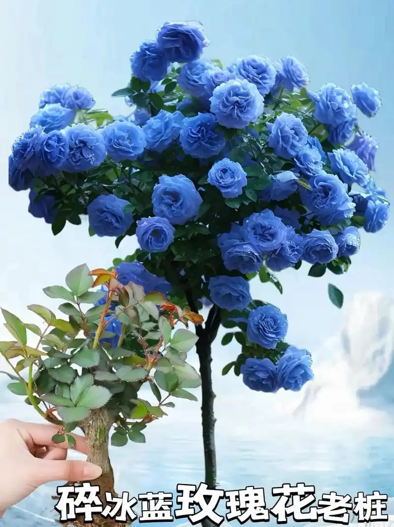 蓝玫瑰又叫蓝色妖姬,它的花语是清纯的爱,敦厚善良,遇见你就是 - 抖音
