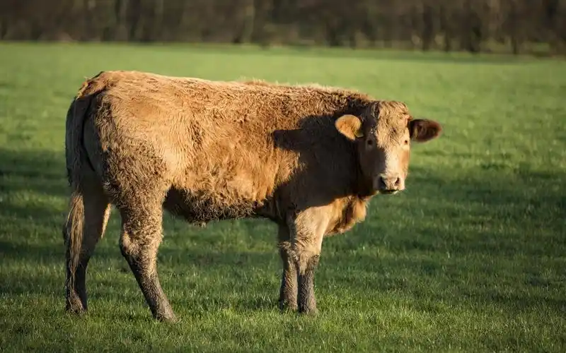 草地上的黄牛图片电脑壁纸黄牛草原动物动物界自然界