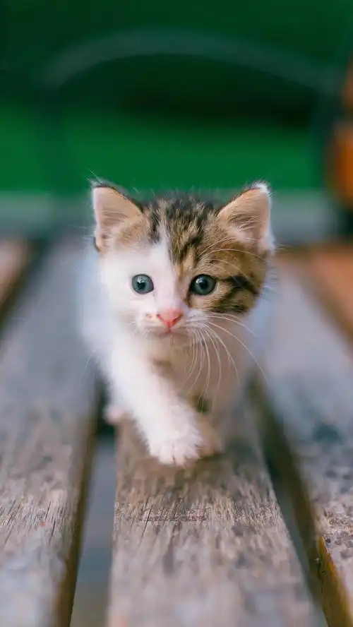 头戴羊毛帽的超萌猫咪手机壁纸推荐二