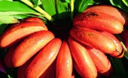 世界上最奇葩的水果,图2很少见,图3一生只开花结果一次!