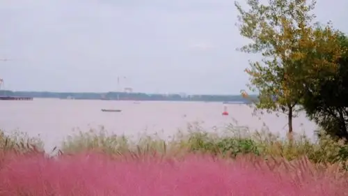 少女心爆棚江心洲这片粉红花海南京网红都去了