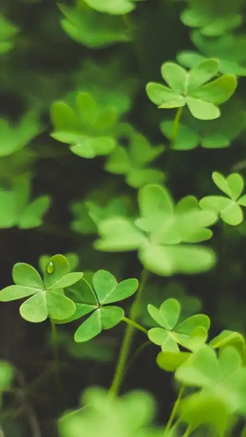 唯美幸运四叶草系