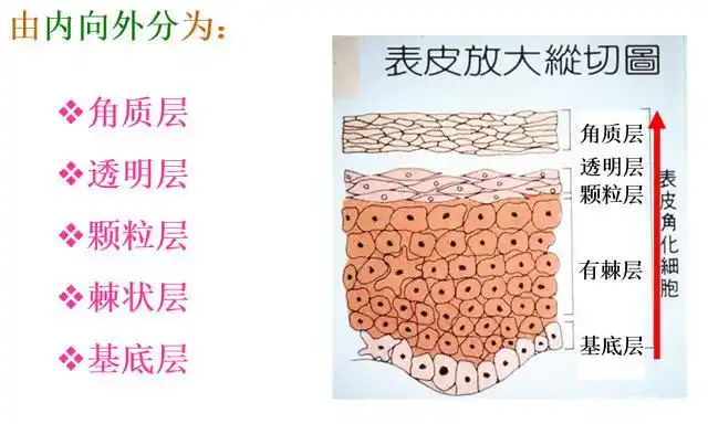 而我们的皮肤分为三大层(表皮层,真皮支和皮下组织)和五小层,如下图