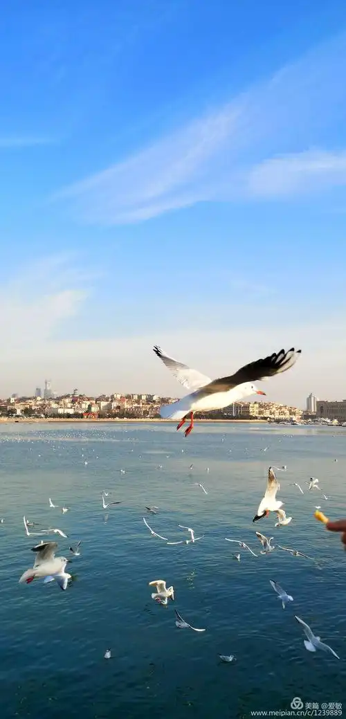 美丽青岛红瓦绿树碧海蓝天,栈桥上翩翩起舞的海鸥这来自西伯利亚的