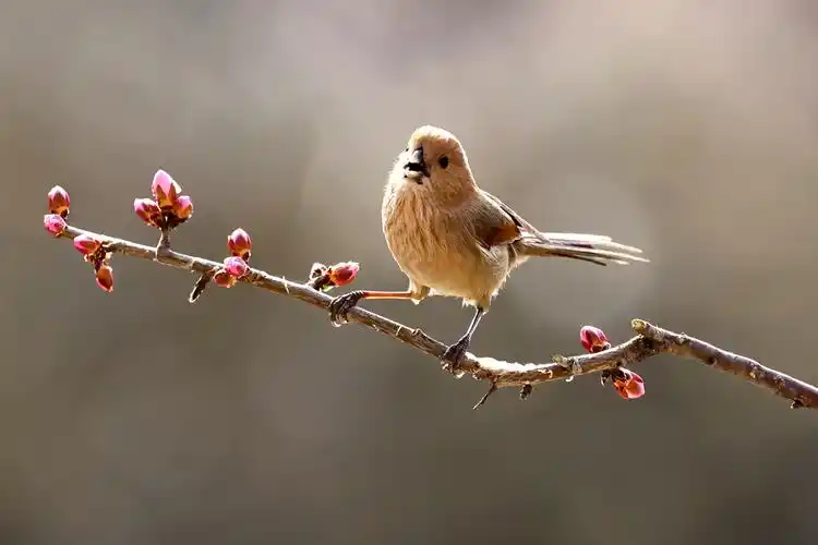 其它 欢快的小雀雀——棕头鸦雀 写美篇  棕头鸦
