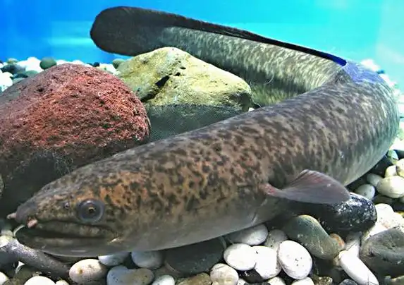 p>花鳗鲡(学名: i>anguilla marmorata /i>)是鳗鲡科,鳗鲡属动物.