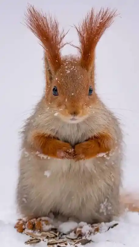 比起某些拍动物的人手抓喂药胶粘……还是要高档很多_