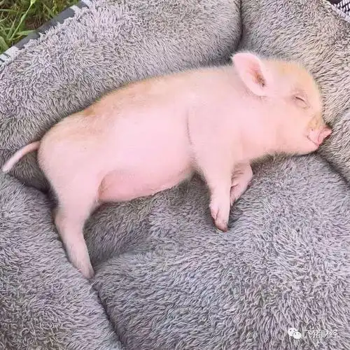 福达合金,备选南京证券,汉嘉设计; 三联虹普~ "飞猪杯"实盘争霸赛赛况