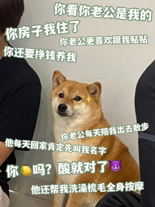 轻蔑我真是捡了个绿茶95狗,天天跟我抢老公在家永远只蹲我老公那边