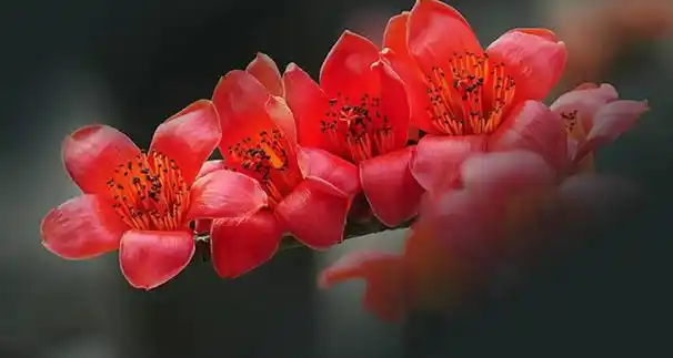 木棉花属于春季开花的花卉植物,具体花期是在每年的3-4月份,花期持续