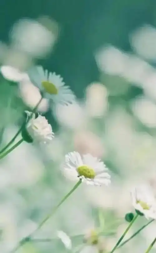小清新唯美手机壁纸