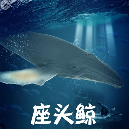 海洋世界仿真动物儿童玩具座头鲸模型大号鲸鱼套装大白鲨蓝鲸虎鲸