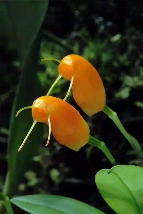 世界奇特植物大全(世界植物大全网站)-措必培