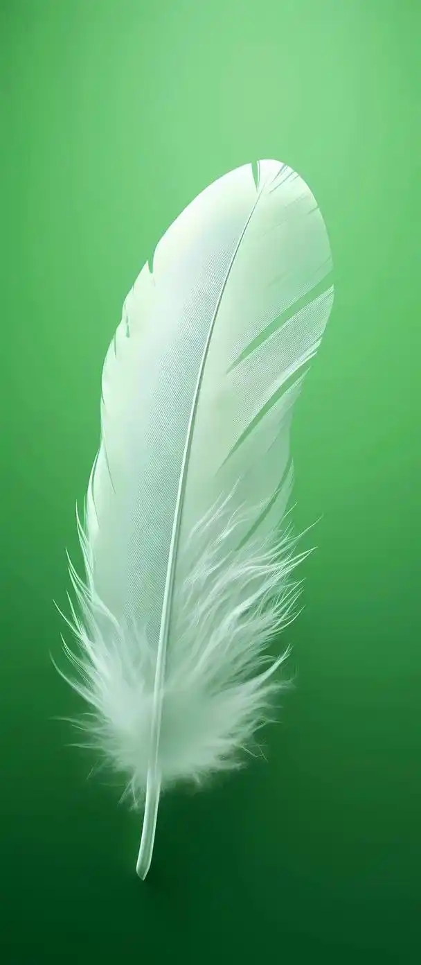 简约系列壁纸～羽毛和树叶