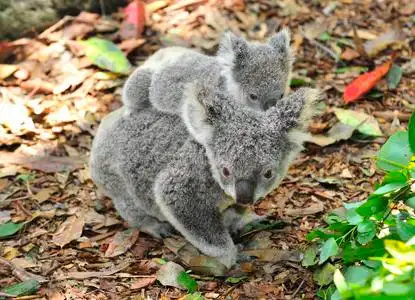 浣熊,鹿,狐狸,长颈鹿,猴子,考拉,熊,牛,兔子,树懒,松鼠,刺猬树袋熊和