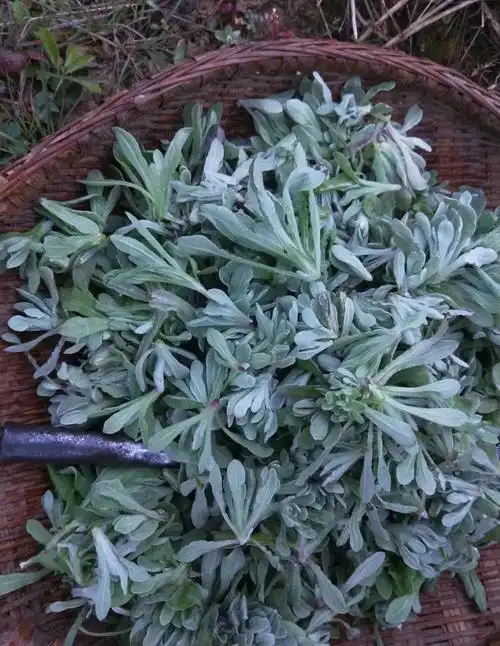 这几天丹凤人都在挖野菜