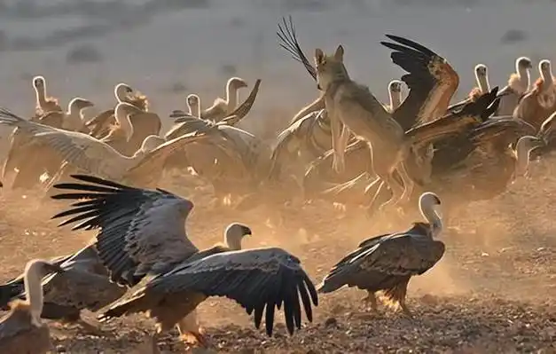 这位独行无人区的驴友为何被狼捕食?困境逼迫老狼吃人|故事