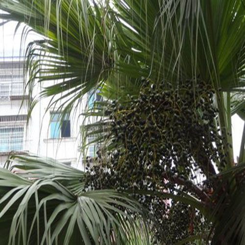 中药材葵树子葵树籽 葵扇子 葵扇籽 蒲葵子蒲扇种子扇叶葵子 100丝