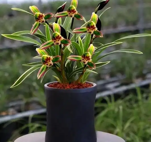 养兰花没信心?试试这款"好养"兰,花开复色,叶带金边,真漂亮