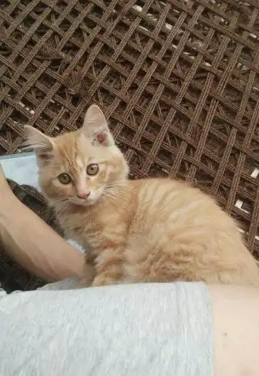 可爱猫咪(波斯猫串)1元领养