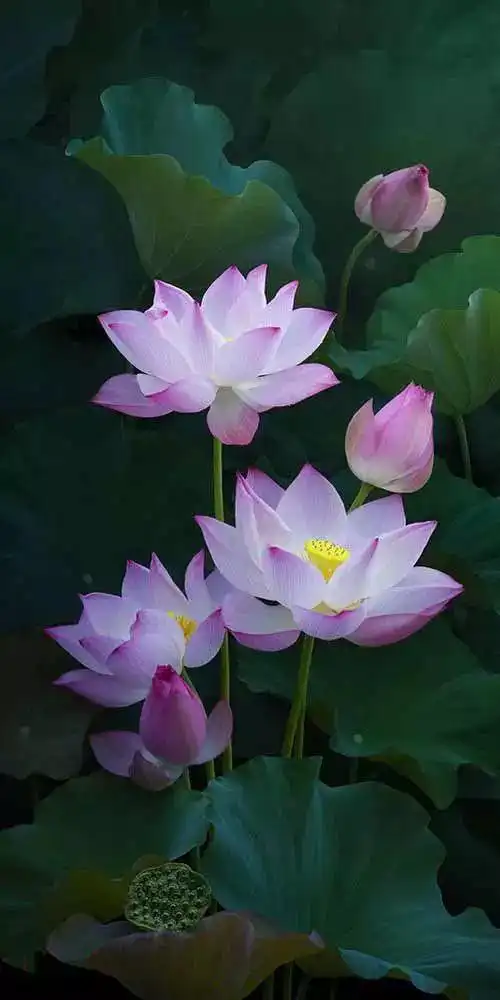 世界上最美的荷花,美到窒息