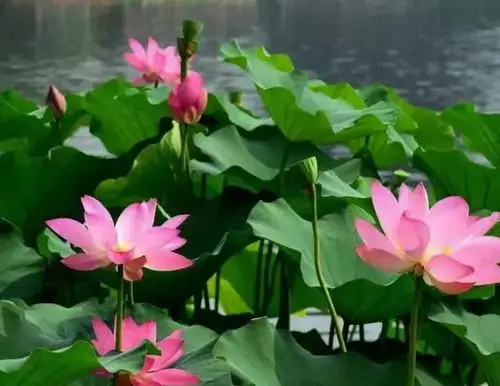 贵州这些地方荷花盛开,惊艳这个夏天的最美风景