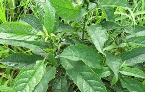 板蓝根叶子可以用来治疗感冒.