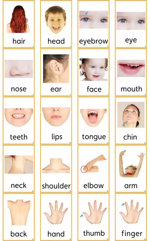 英语单词卡片真人体身体部位body英文五官闪卡幼儿早教认知教具