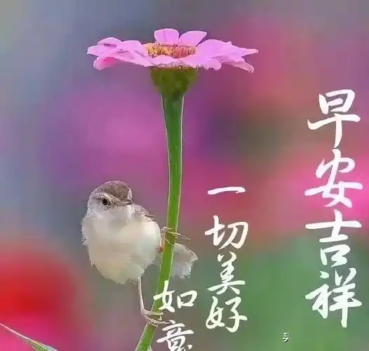 每天一份最美早上好表情包夏日早晨好美图问候语