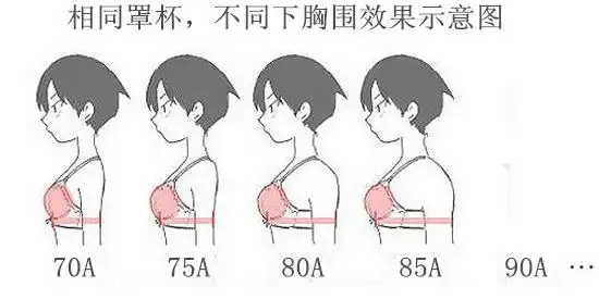a罩杯有多大,aa罩杯又有多大图解