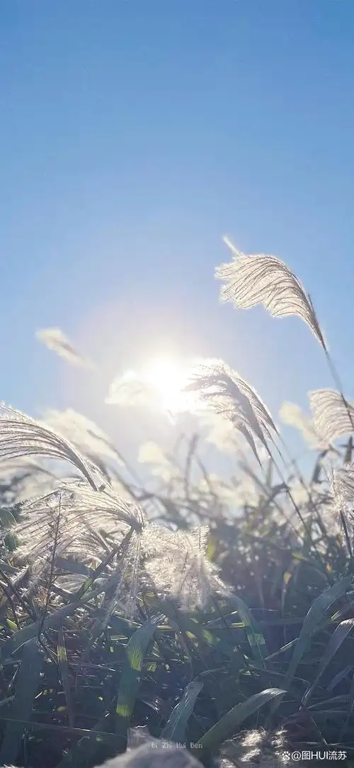 治愈系小清新手机壁纸