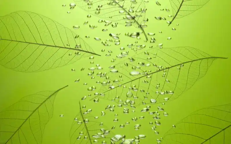 绿色与自然第一篇壁纸图片