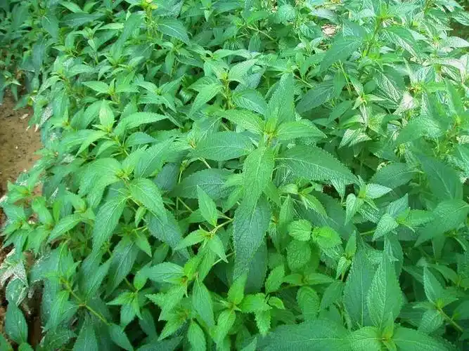 狭基线纹香茶菜