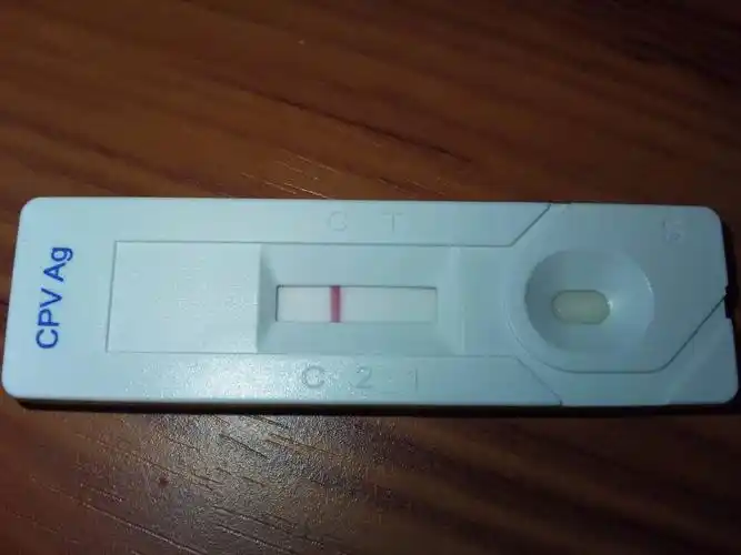 帮我加狗狗看看这个细小病毒试纸是不是得了细小.