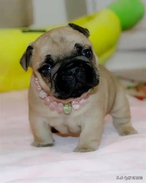 都说最萌不过小萌狗可爱小巧惹人爱