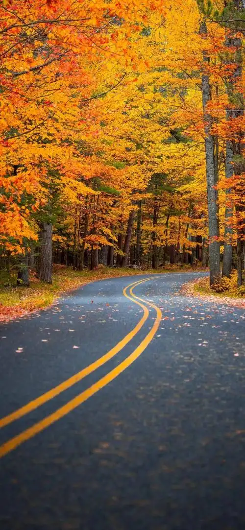 全面屏壁纸高清秋天唯美意境图