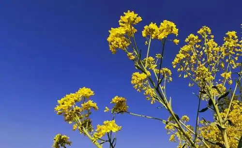 冯庄乡板蓝花开扮靓美丽乡村