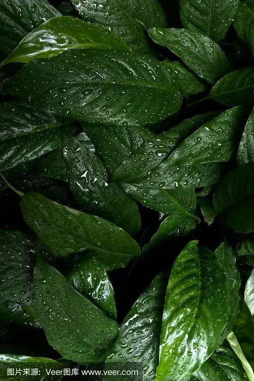 800_1200竖版 竖屏