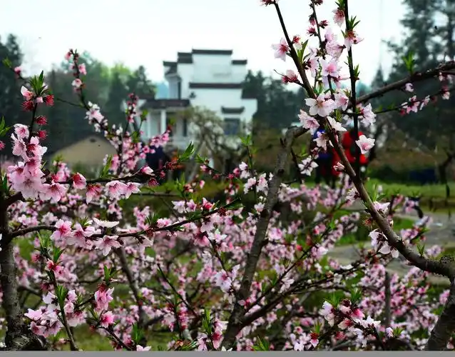 五里村桃园,早桃花期己过,开始结果.而屋前屋后的覌赏挑花正盛开着呢!