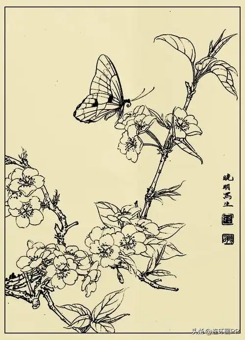李晓明很漂亮的工笔花鸟画白描稿