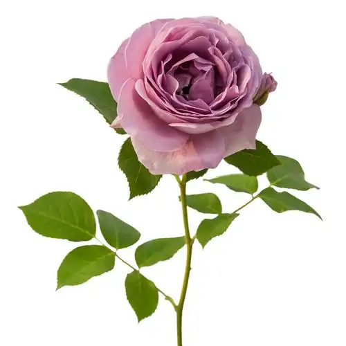 月季天狼蓝色风暴玫瑰多季丰花灌木浓香蓝紫色月季