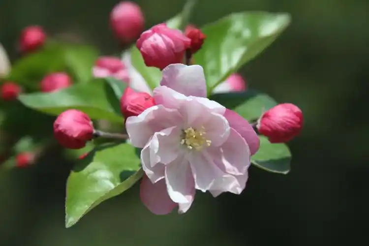 海棠花是如此的娇弱美丽,如少女的身姿秀美,如少女的脸庞含羞