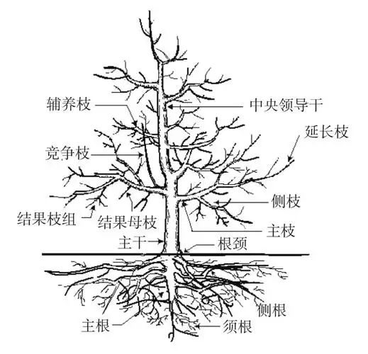 图2-5 苹果树体结构图(1)长枝长度30cm以上.