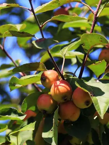 金秋海棠硕果累累