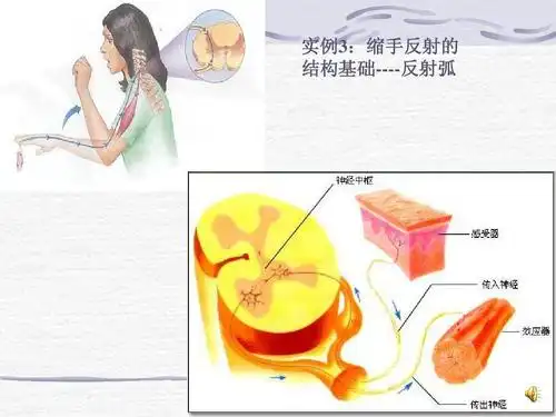 实例3:缩手反射的 结构基础----反射弧