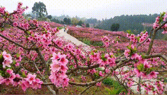 哪个桃花小视频最好看,你说了算!等你投票哟