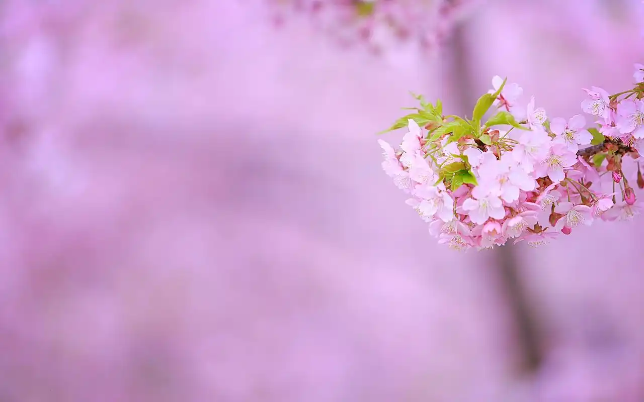 粉色樱花浪漫高清桌面壁纸