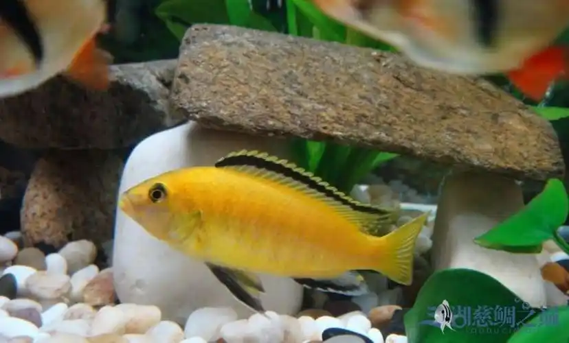 非洲王子鱼寿命